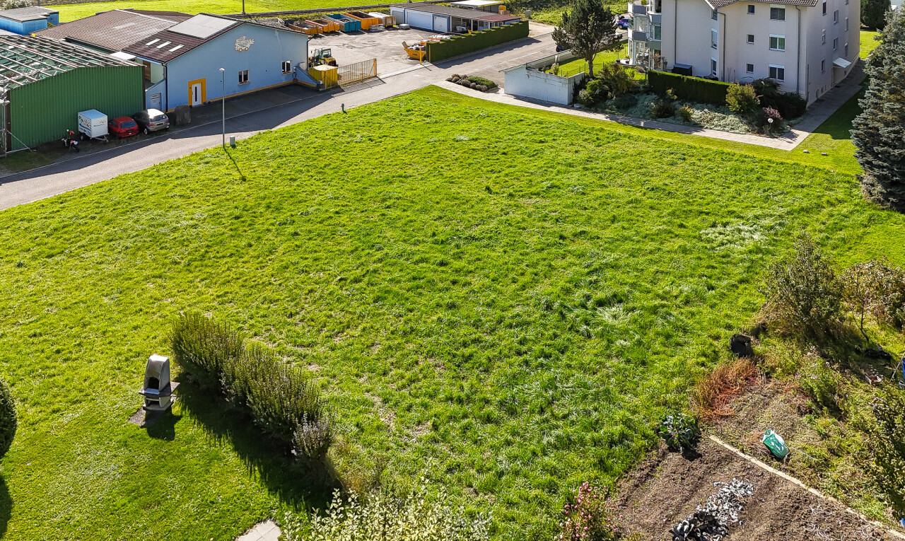 garden with a lawn