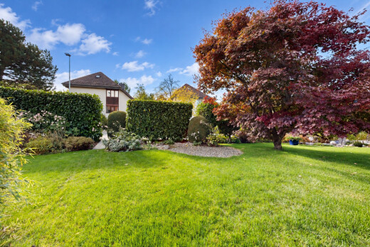 garden with a lawn
