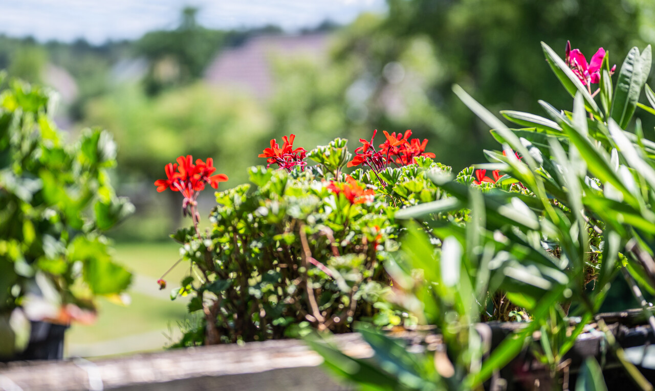 einzelheiten mit exterior und foliage