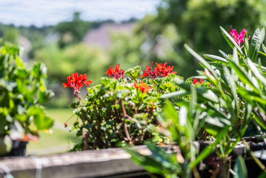 einzelheiten mit exterior und foliage