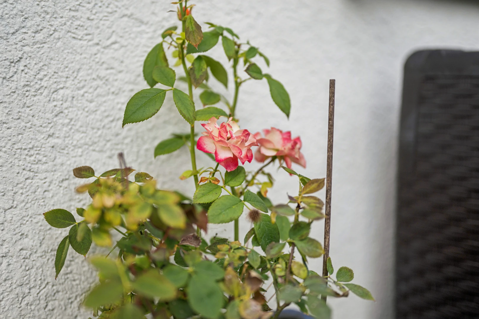 einzelheiten mit exterior und foliage