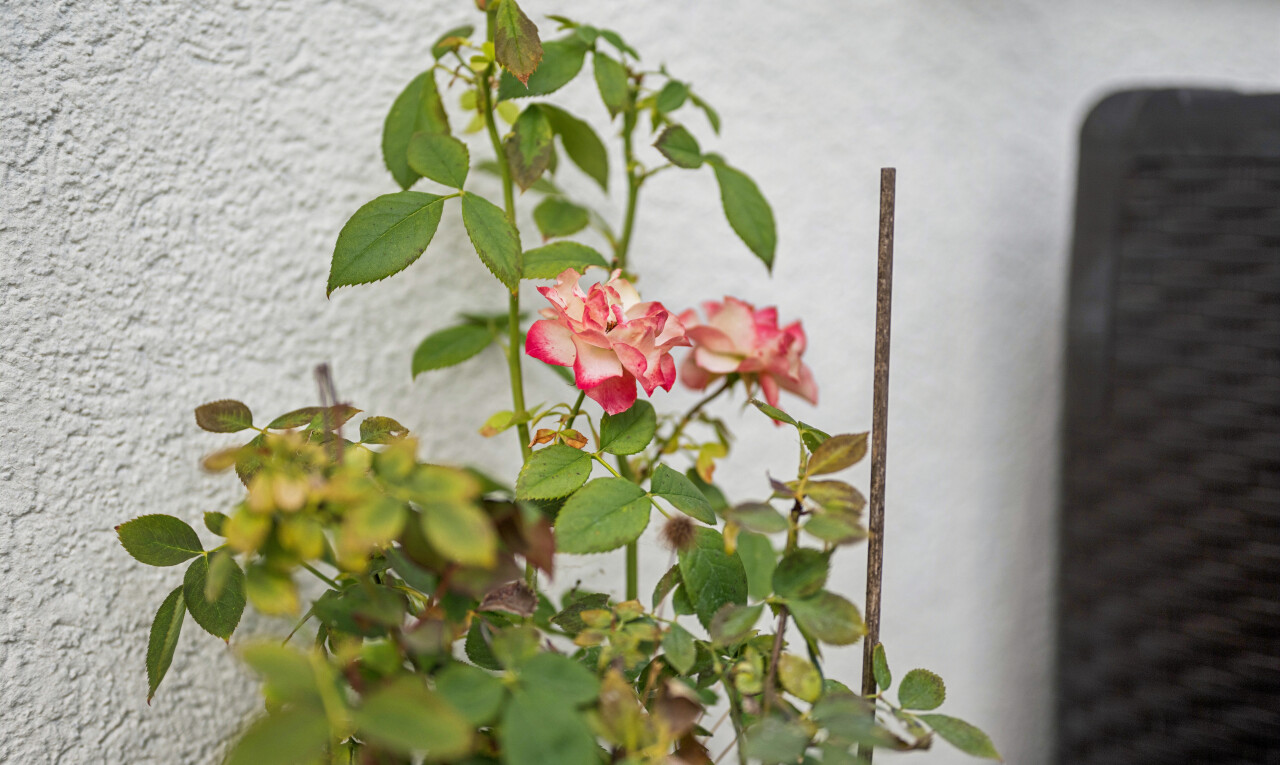 einzelheiten mit exterior und foliage