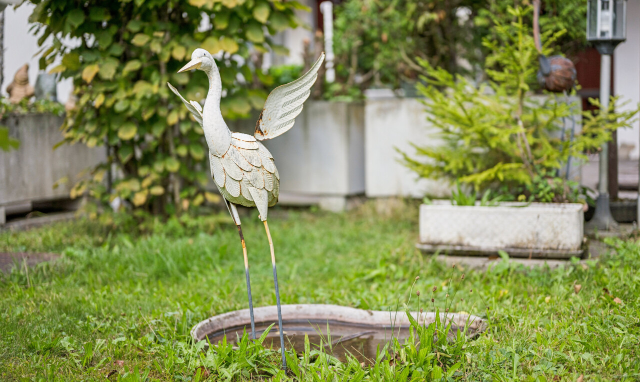 garten mit zaun und rasen