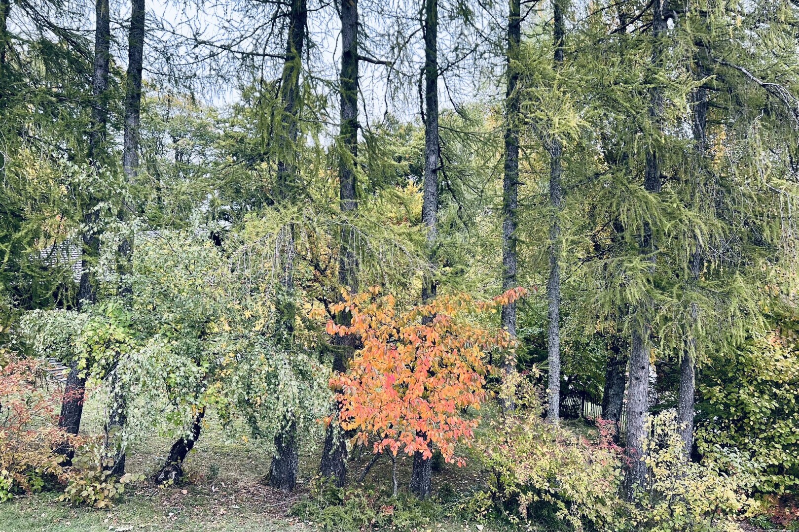 jardin avec unknown, forest view, et vue sur la forêt
