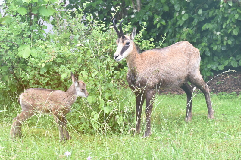 jardin avec unknown, animal wild, et animal