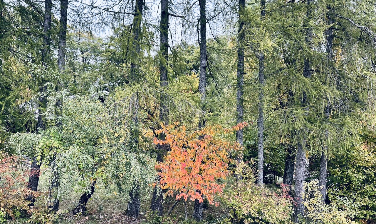 jardin avec unknown, forest view, et vue sur la forêt