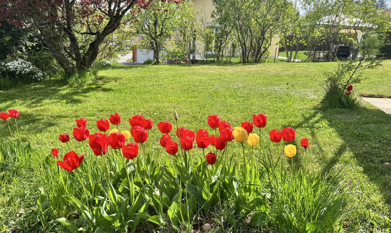 jardin avec pelouse