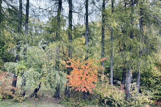 garden featuring a view of trees