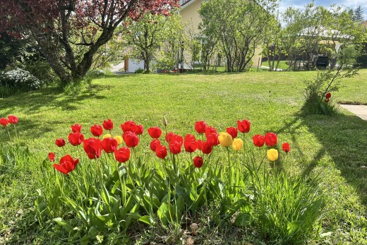 garden featuring a yard