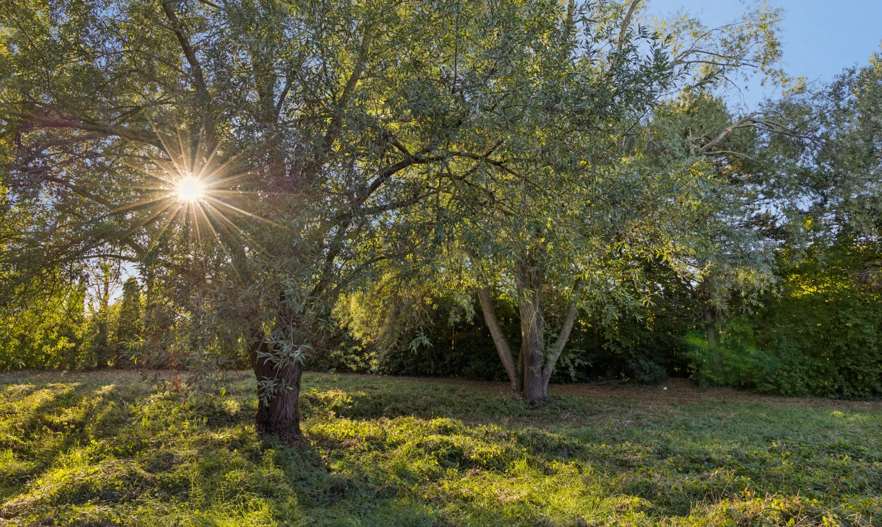 garten mit unknown