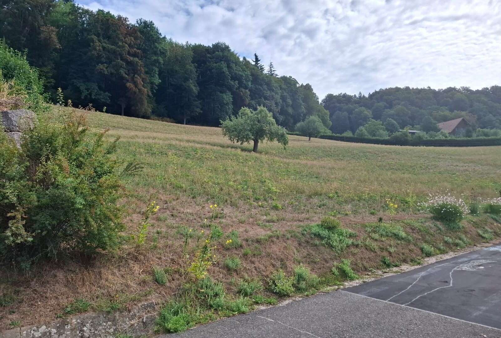 jardin avec vue sur la forêt, forest view, vue rurale, et rural view