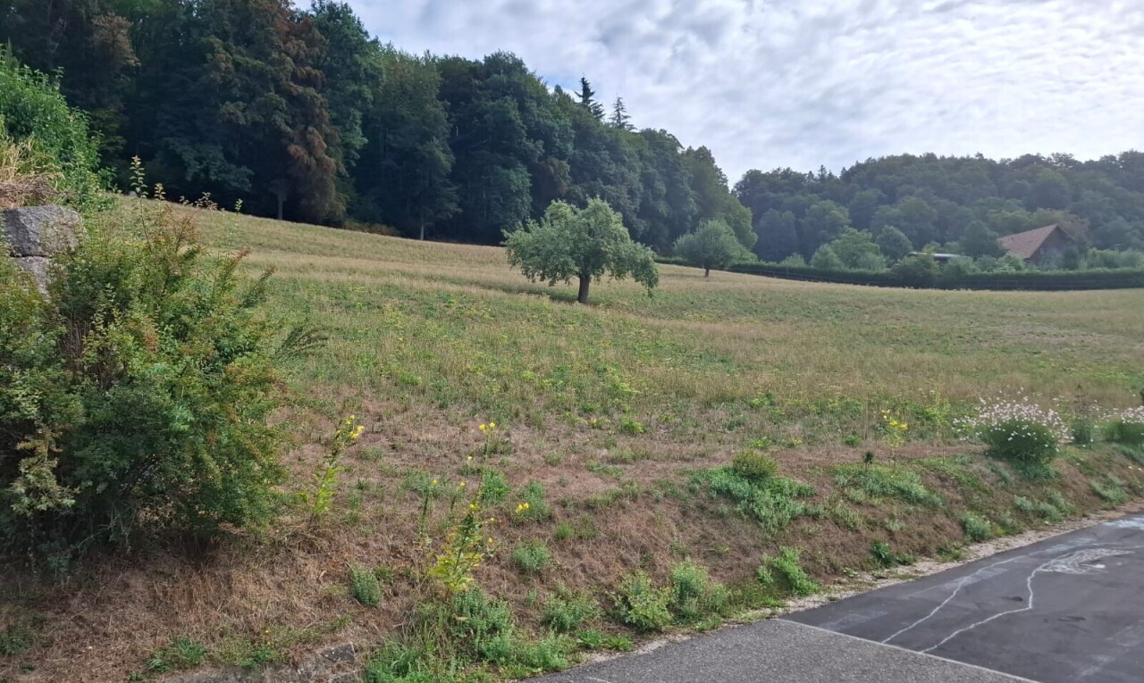 jardin avec vue sur la forêt, forest view, vue rurale, et rural view