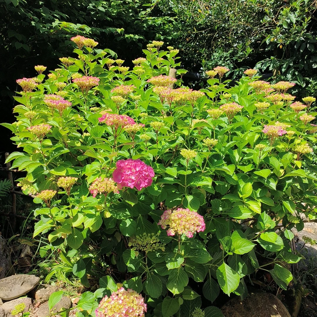 jardin