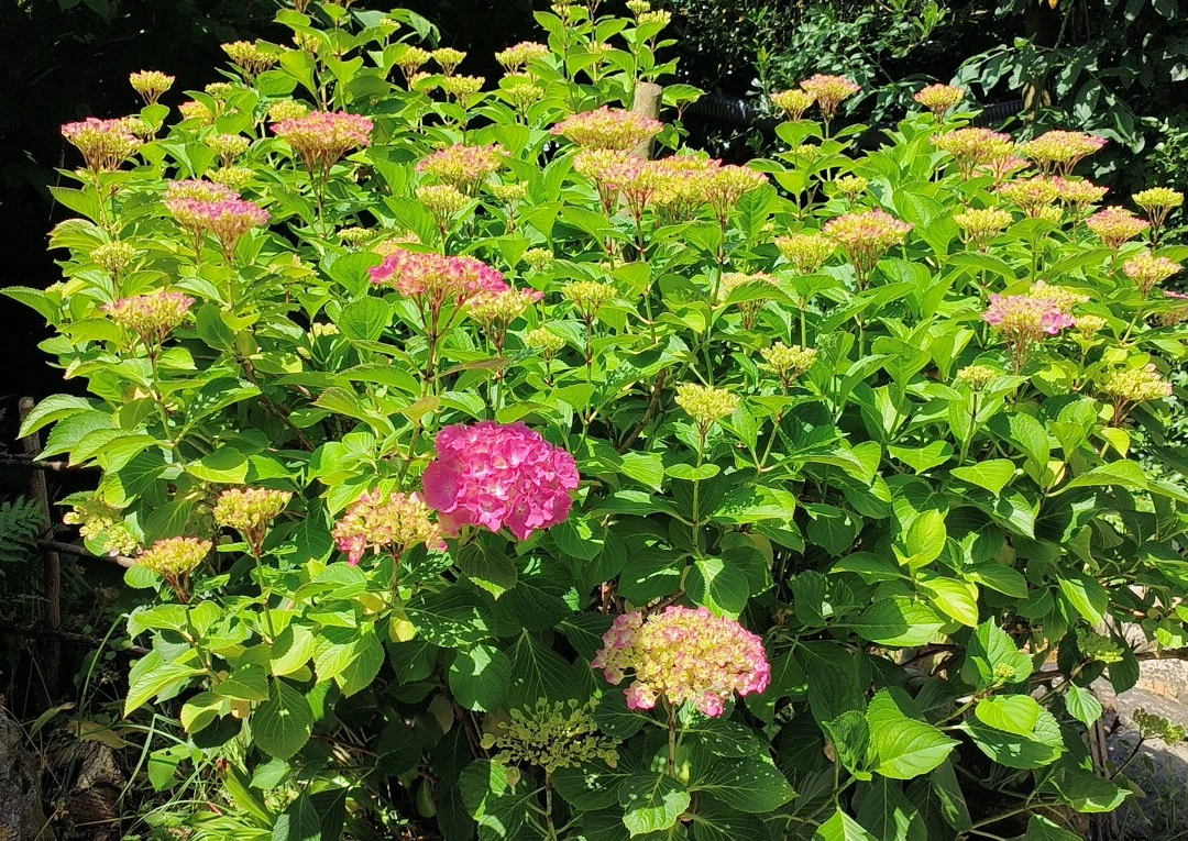 jardin