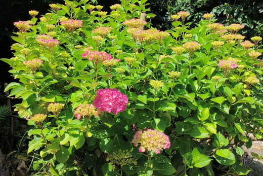 jardin