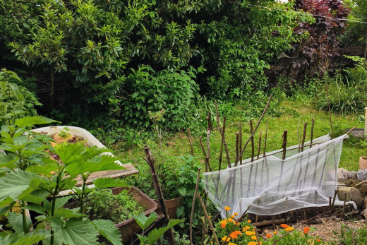 jardin