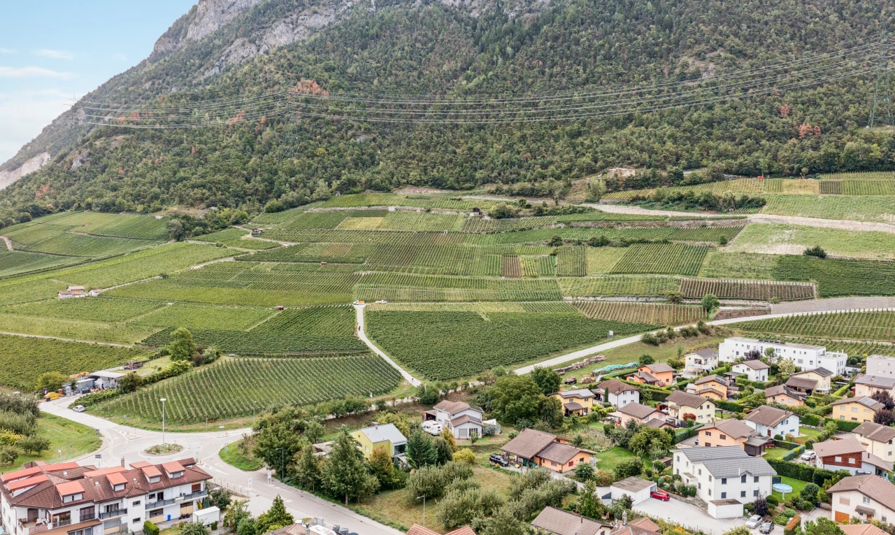 vue sur la montagne avec orchard / agricultural view, vue sur le verger/agriculture, mountain view, vue sur la montagne, et rural view