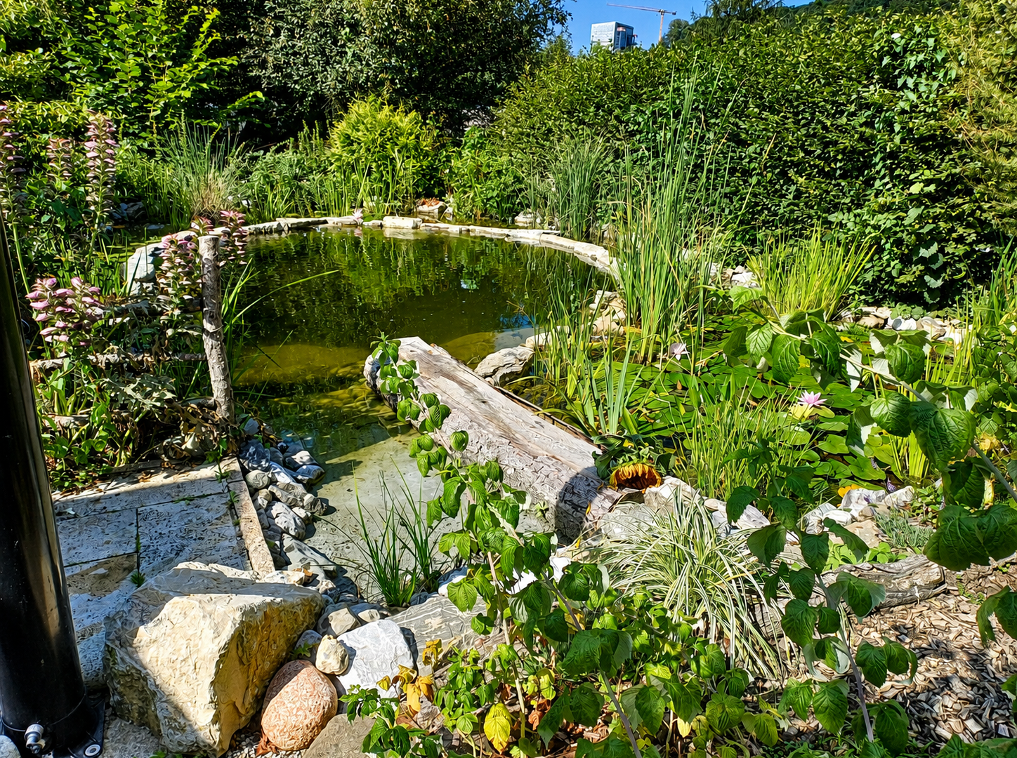 jardin