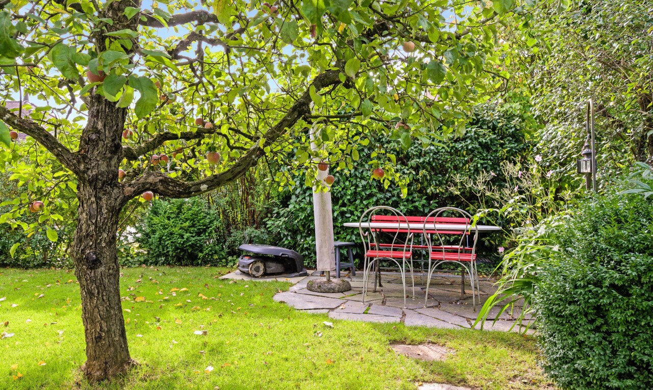 garten mit rasen
