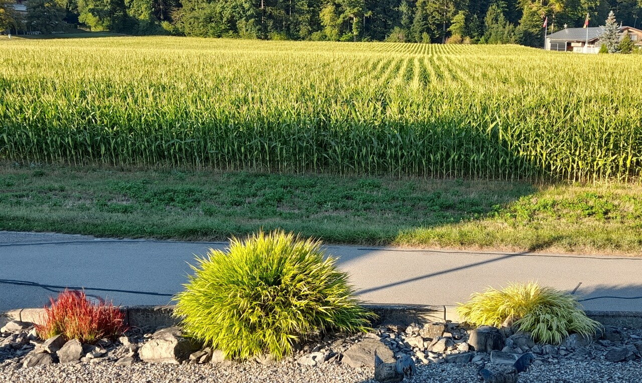 jardin avec orchard / agricultural view, vue sur le verger/agriculture, rural view, et vue rurale