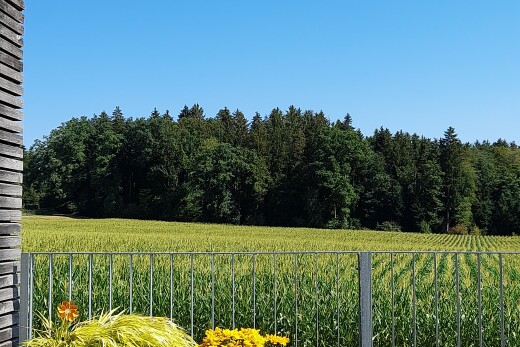 jardin avec clôture, day time, rural view, vue rurale, et orchard / agricultural view