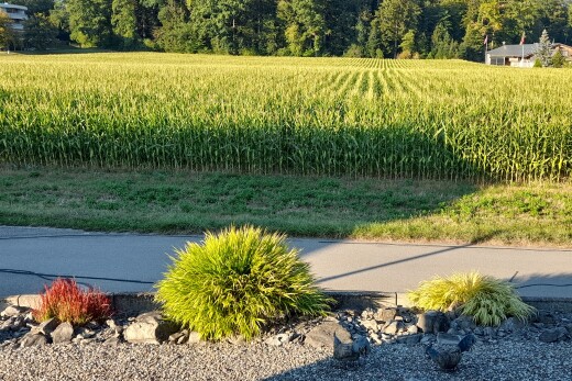 garden with agricultural area and a view of rural / pastoral area