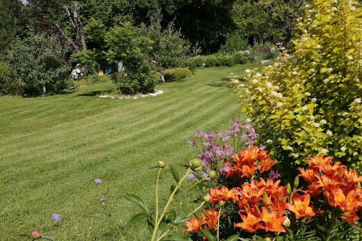 jardin avec pelouse