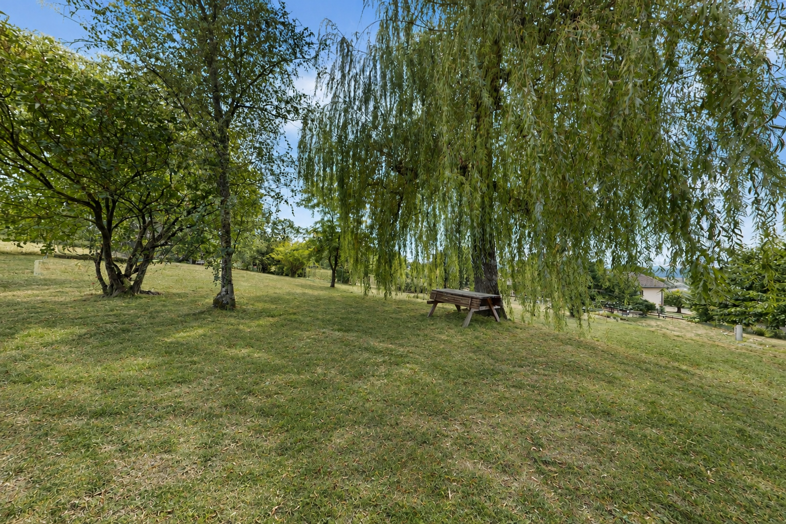 jardin avec pelouse et day time