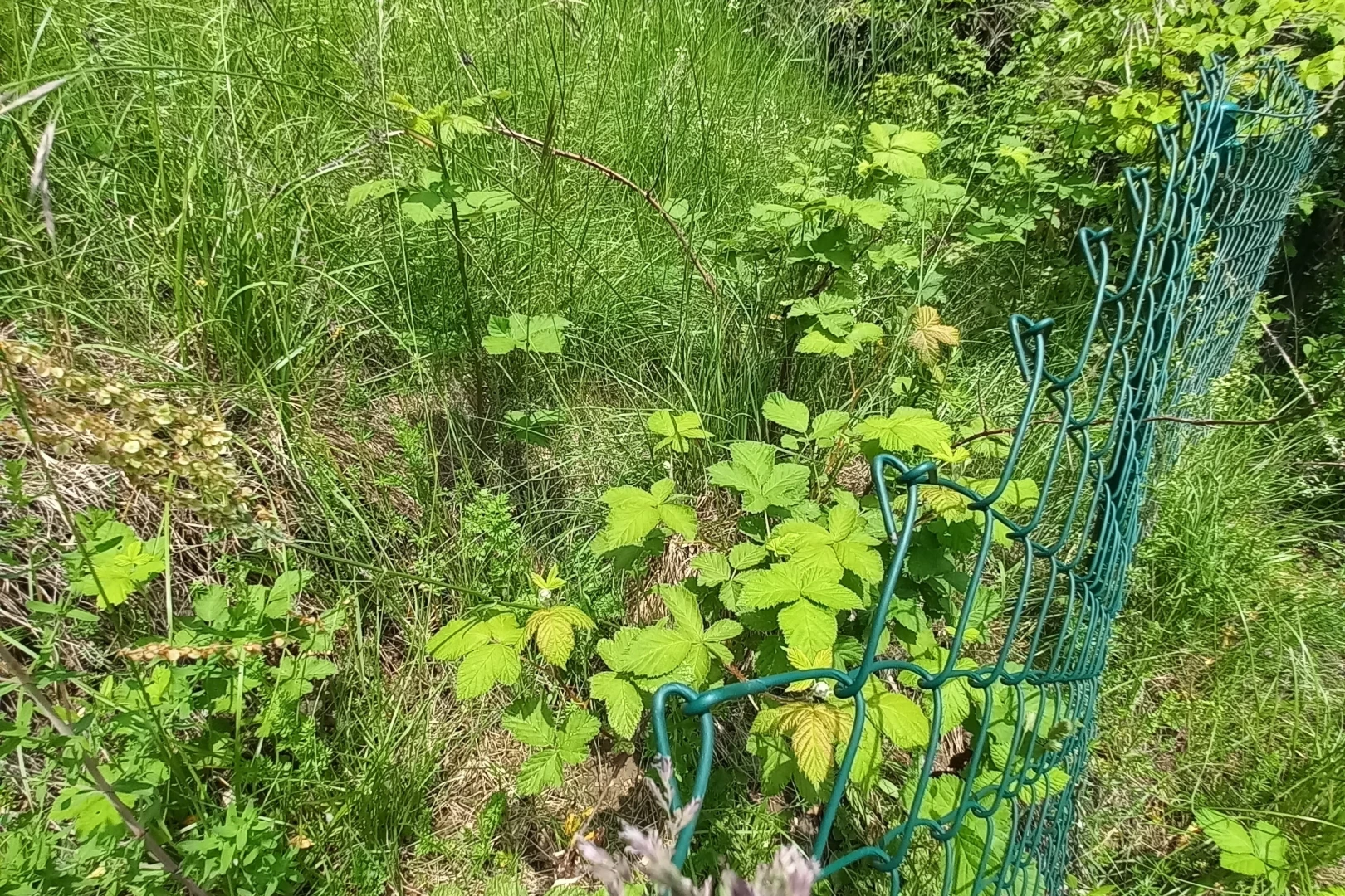 nature