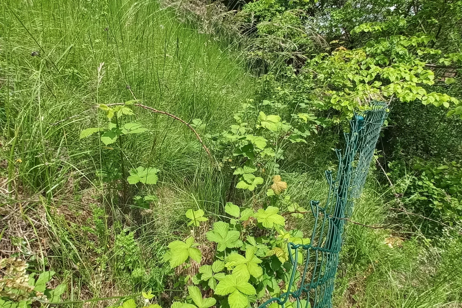 nature