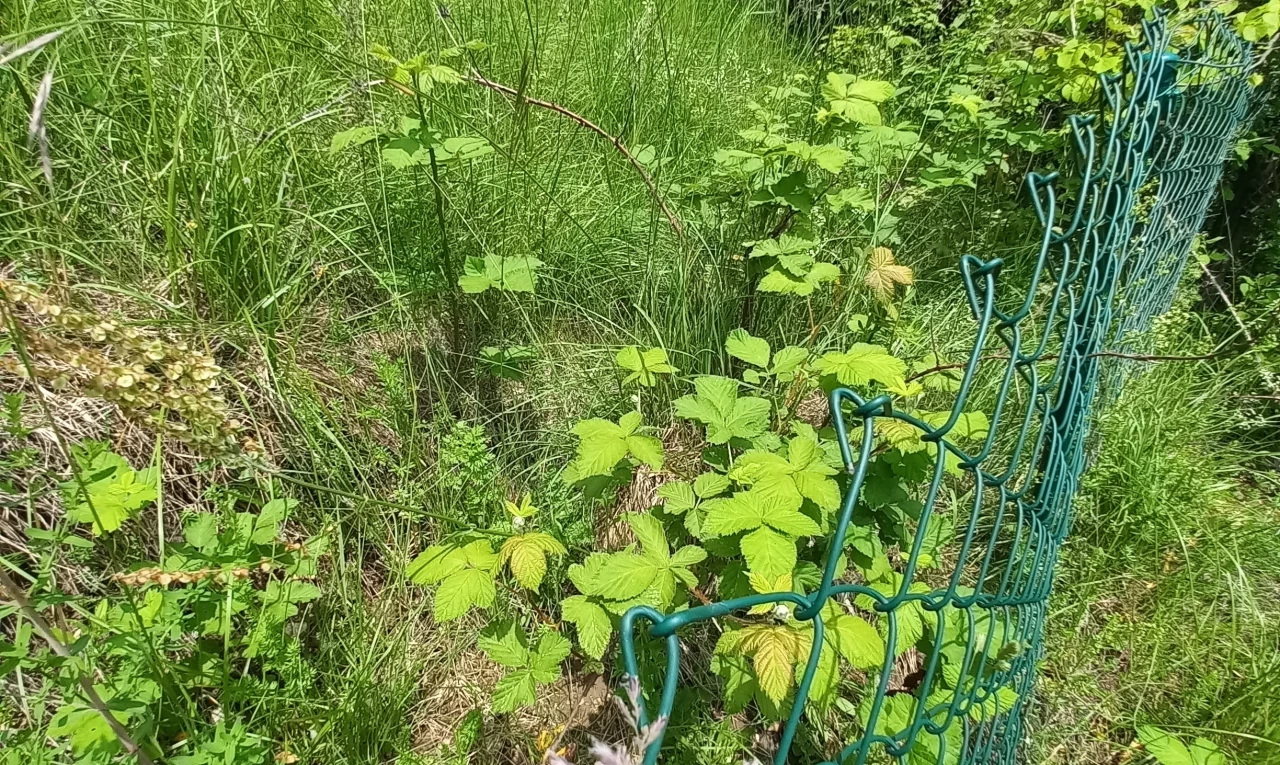 nature