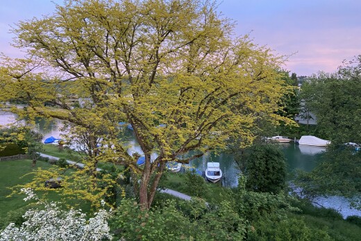 garten mit waldblick, forest view, und dusk