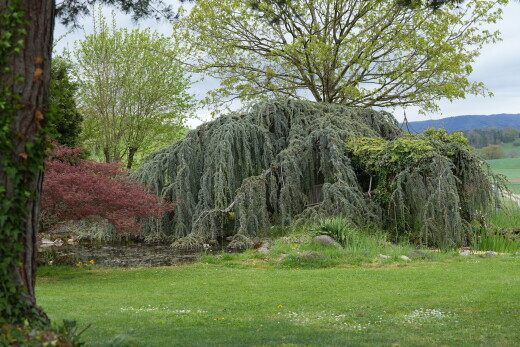 garten mit rasen