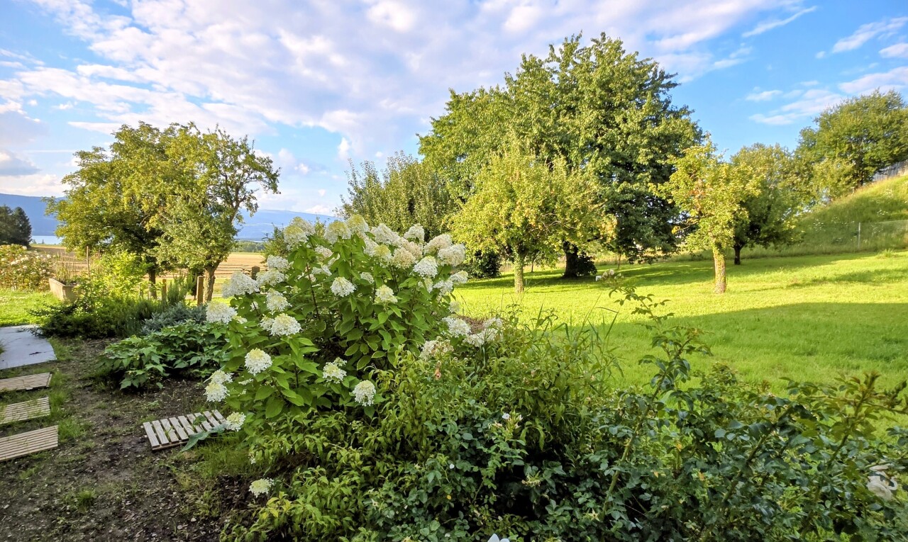 garten mit rasen und day time