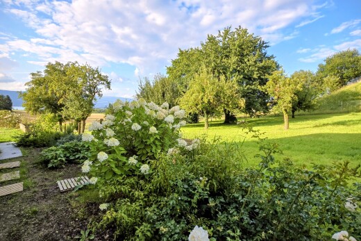 jardin avec pelouse et day time