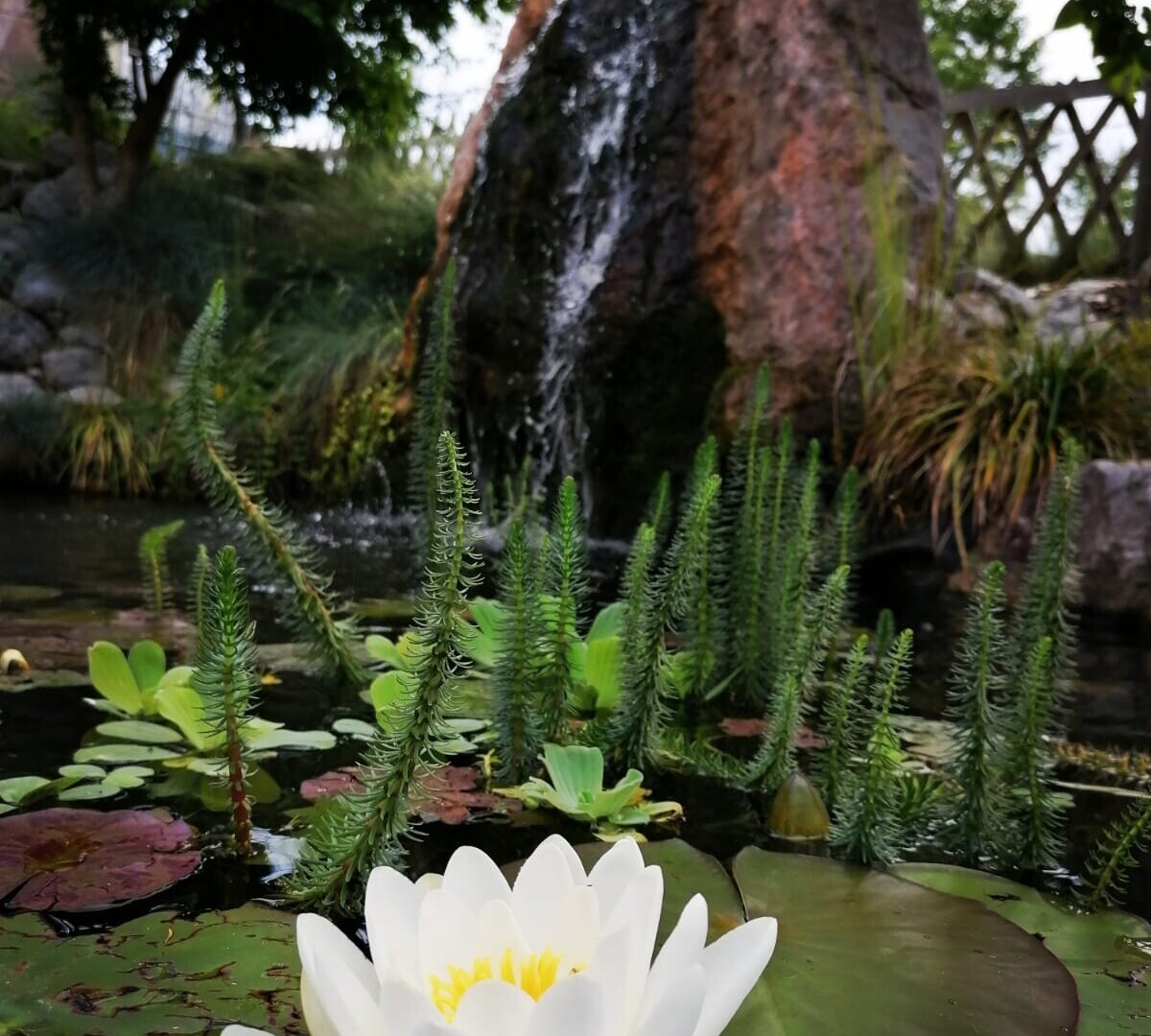 jardin
