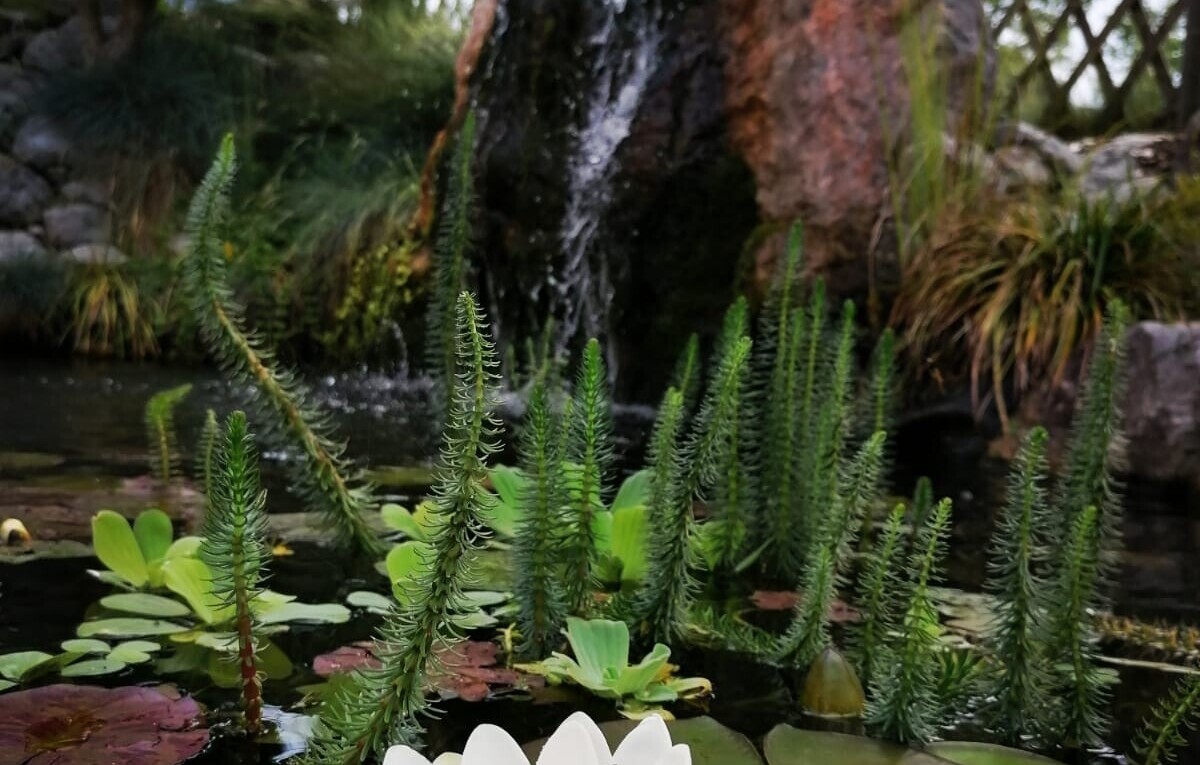 jardin