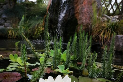 jardin