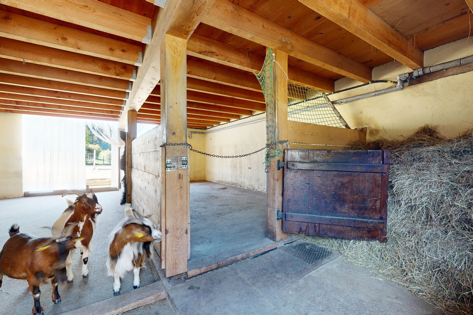 espace intérieur avec écurie, animal, et animal farm