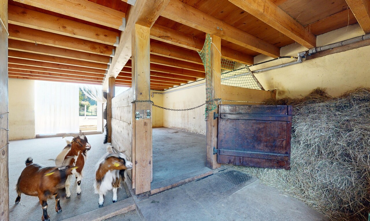 espace intérieur avec écurie, animal, et animal farm