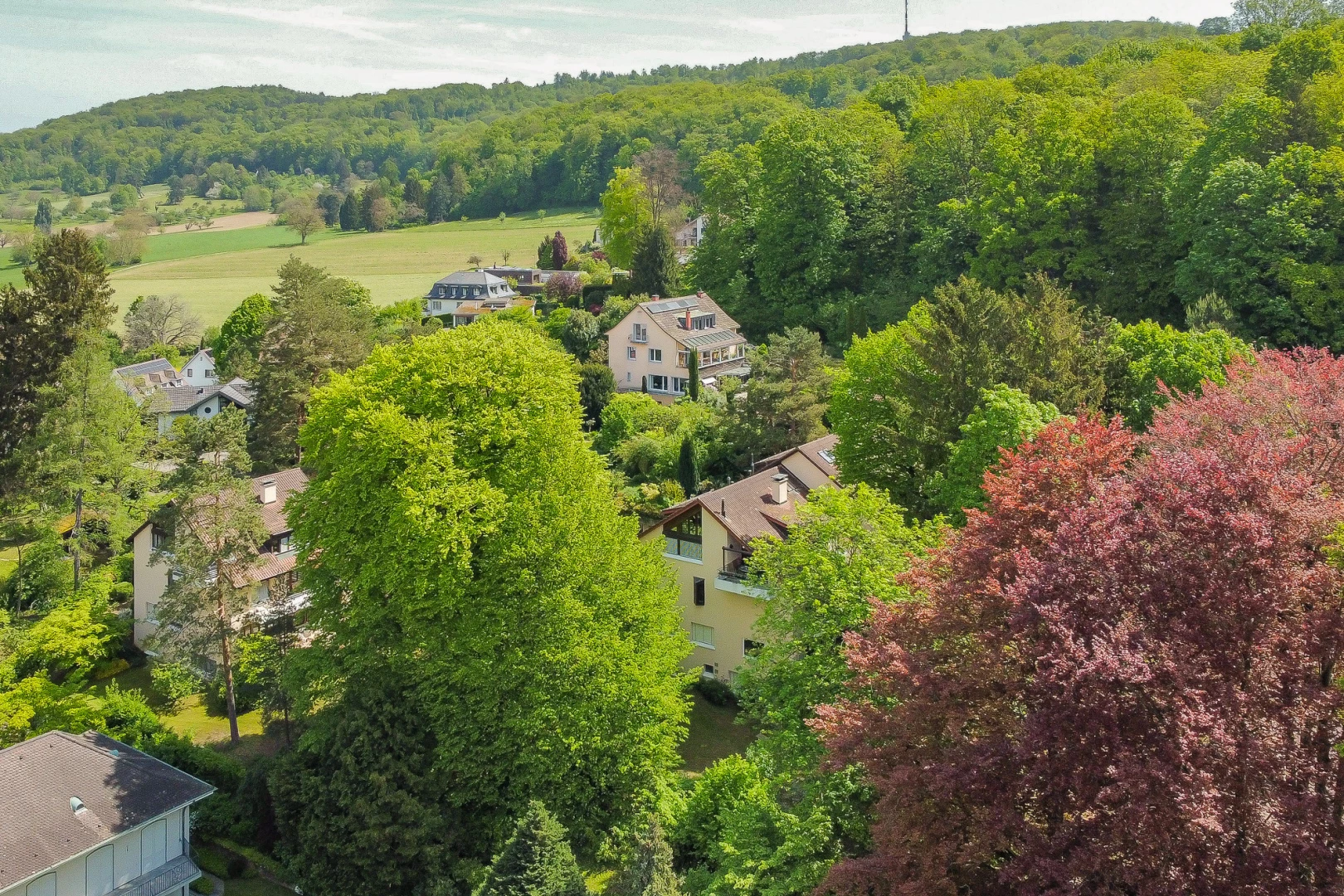vue sur la montagne avec vue sur la forêt