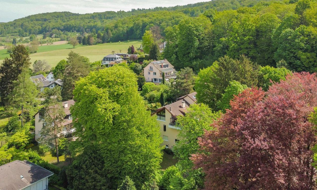 vue sur la montagne avec vue sur la forêt