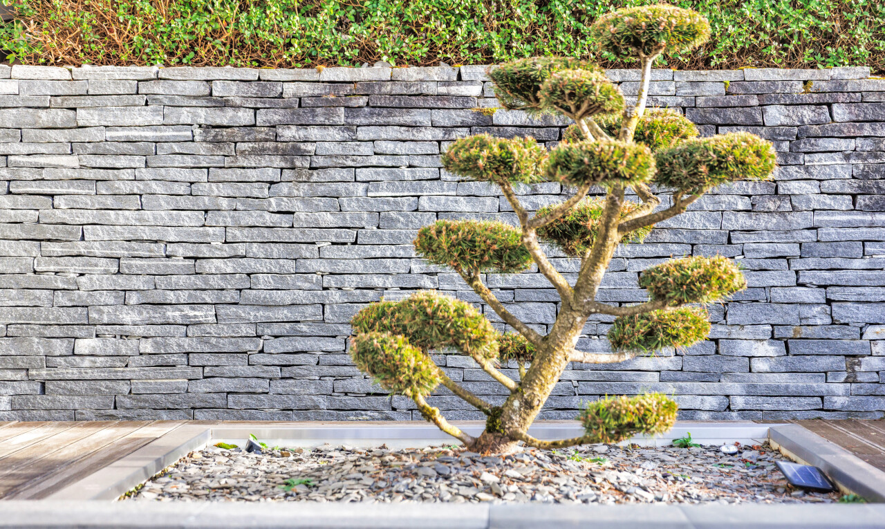 jardin