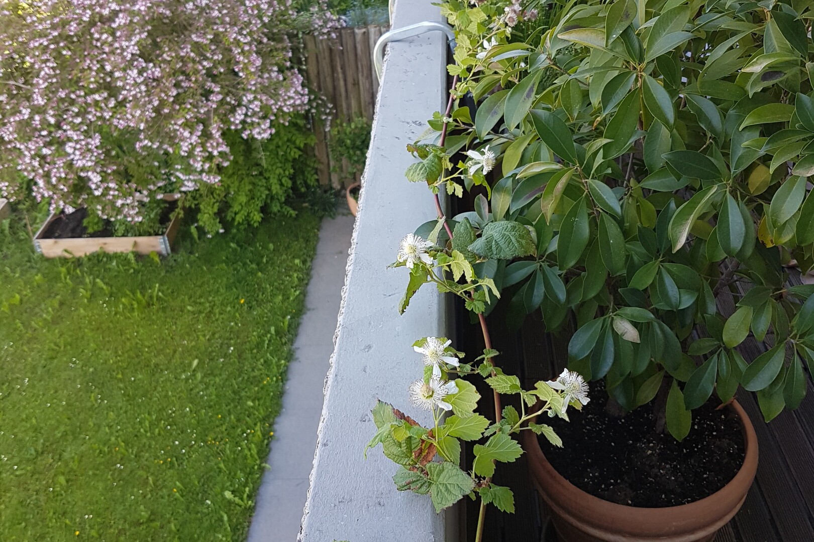 garten mit zaun und rasen