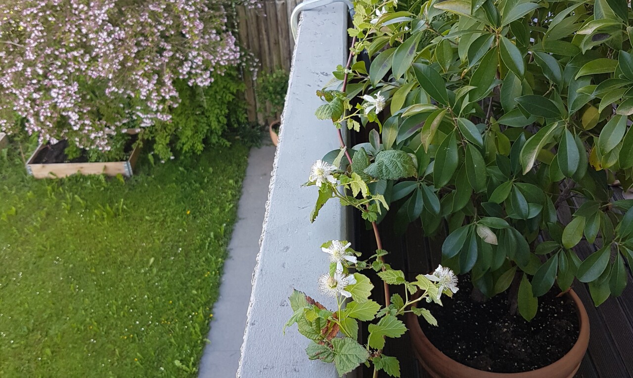 garten mit zaun und rasen