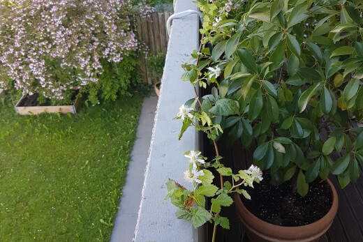 garten mit zaun und rasen