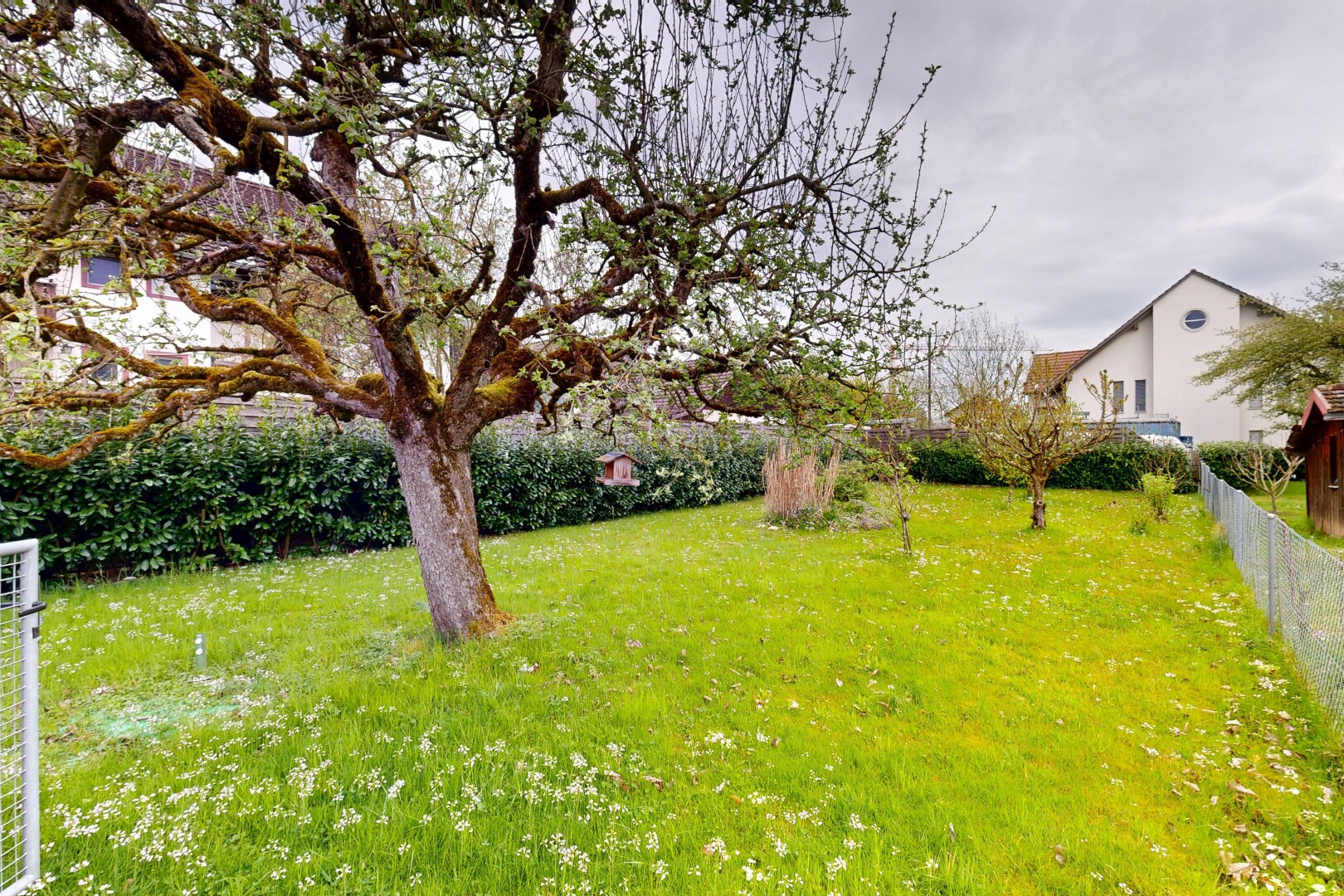 garten mit zaun, overcast, und rasen