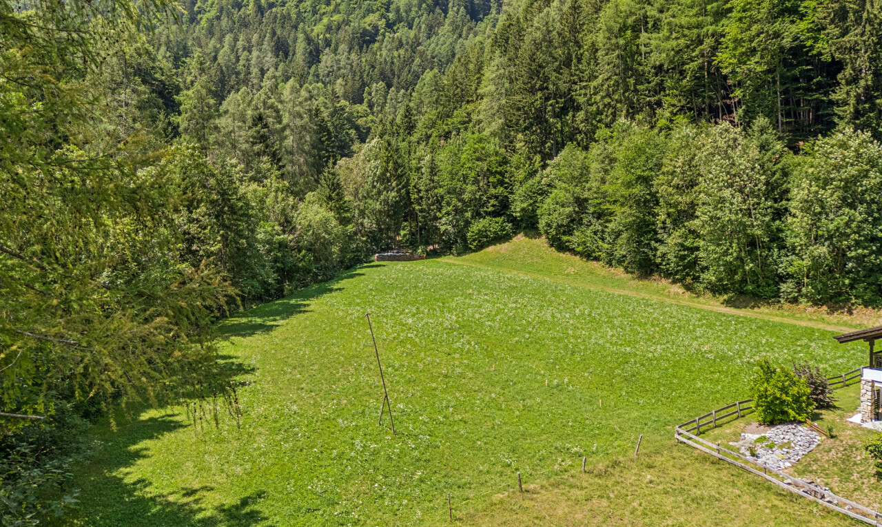 garten mit rasen, forest view, und waldblick