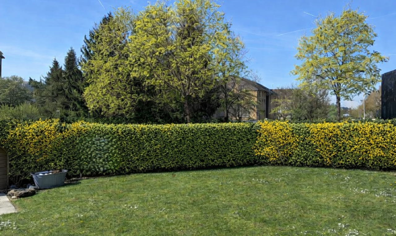 garten mit rasen, day time, und zaun