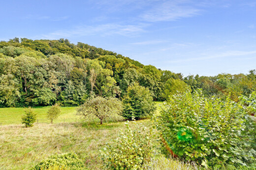 mountain view with a forest